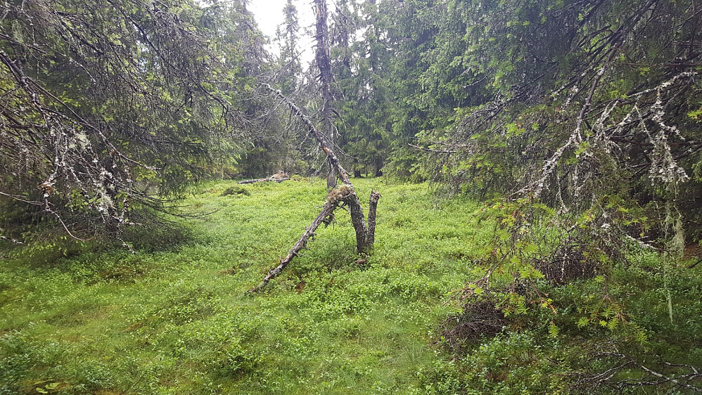Storseterhøgda
