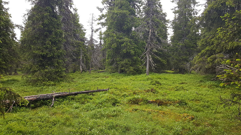 Storseterhøgda