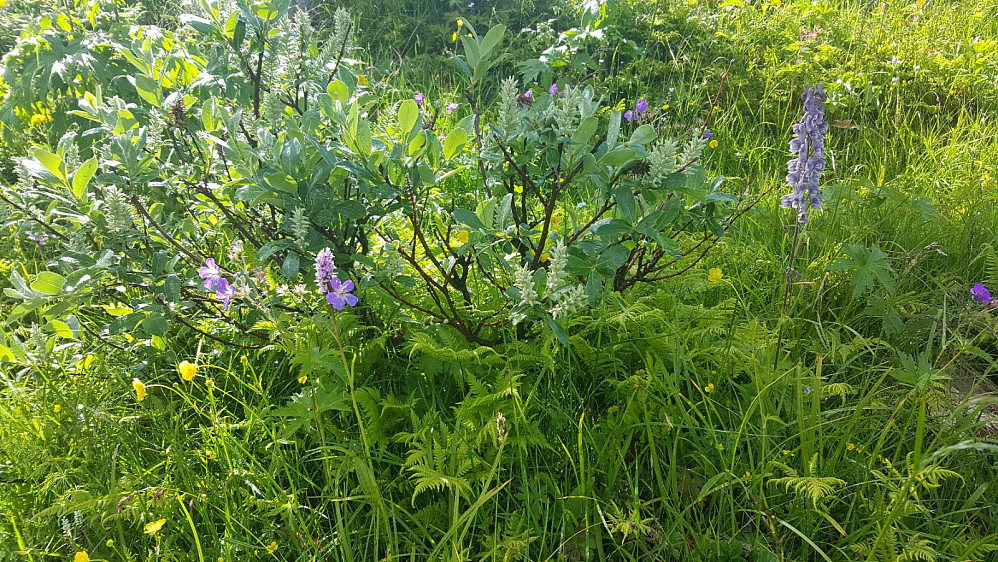 Frodig ved Storsetra