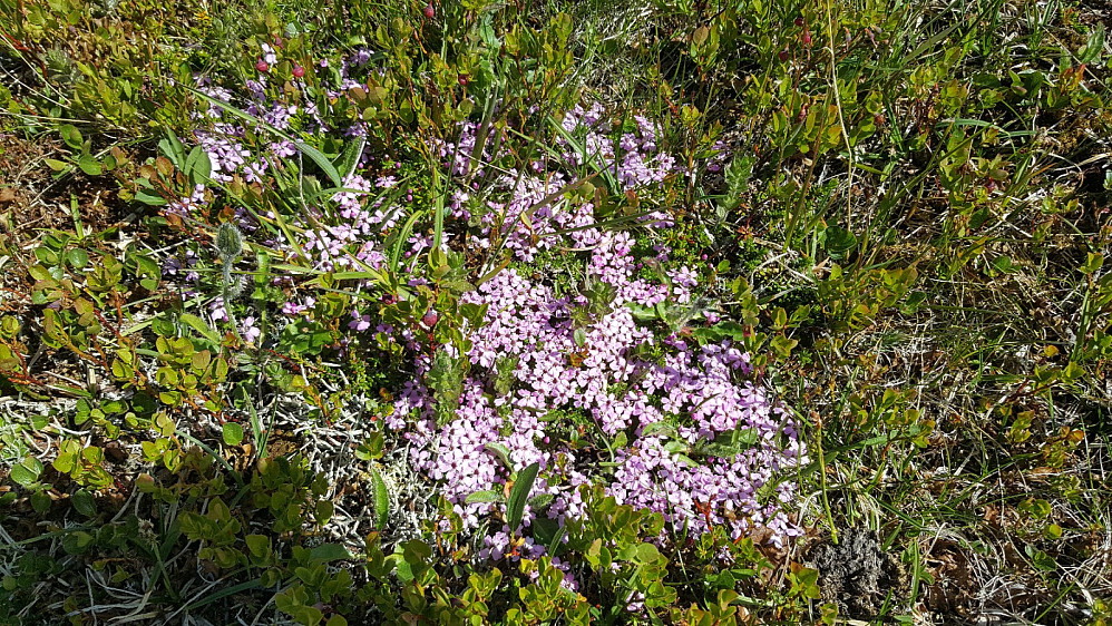 Fjellsmelle opp mot Gråhøa
