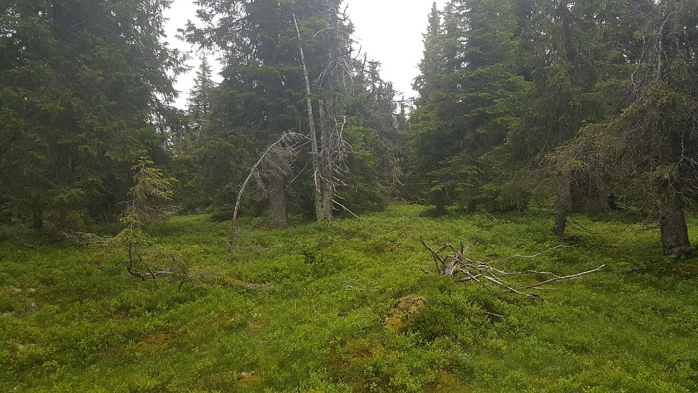 På Storseterhøgda