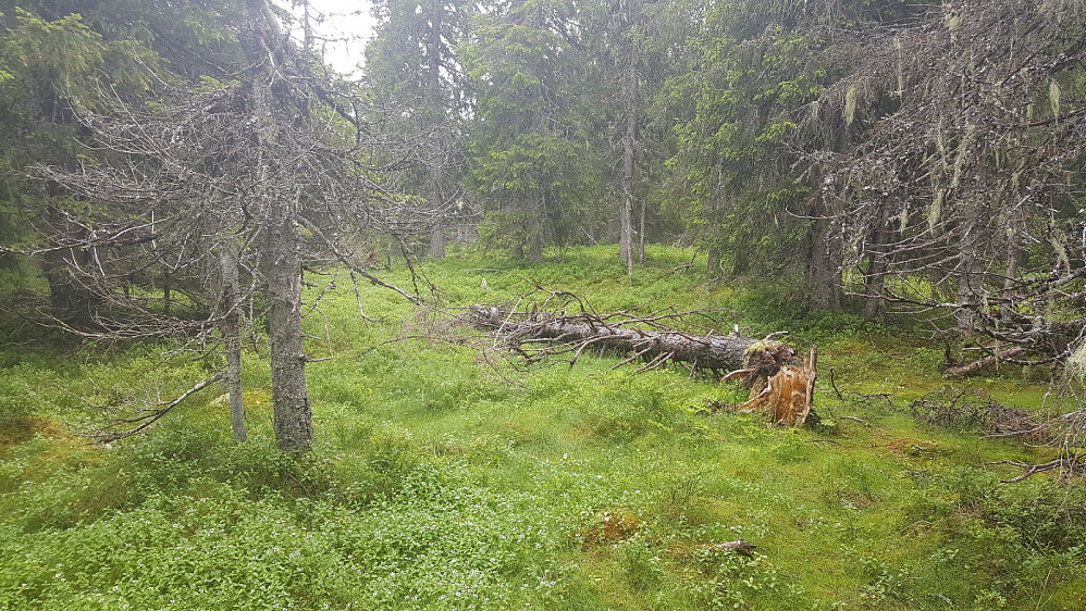 Storseterhøgda