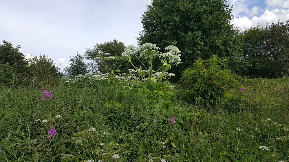 Tromsøpalme