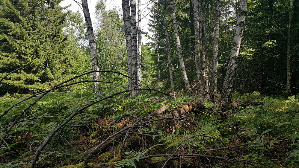 Toppunktet på Nord for Eiksberget