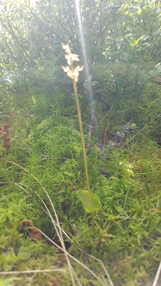 Dårlig bilde av småtveblad