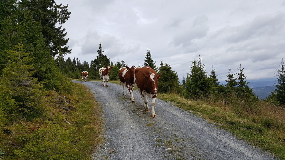 Kvigene følger lekkert med tilbake til seterlykkja