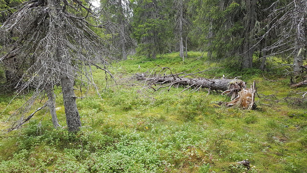 På Storseterhøgda