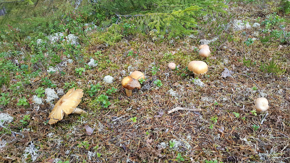 Mye sopp i skogen her. Tror dette er rimsopp.