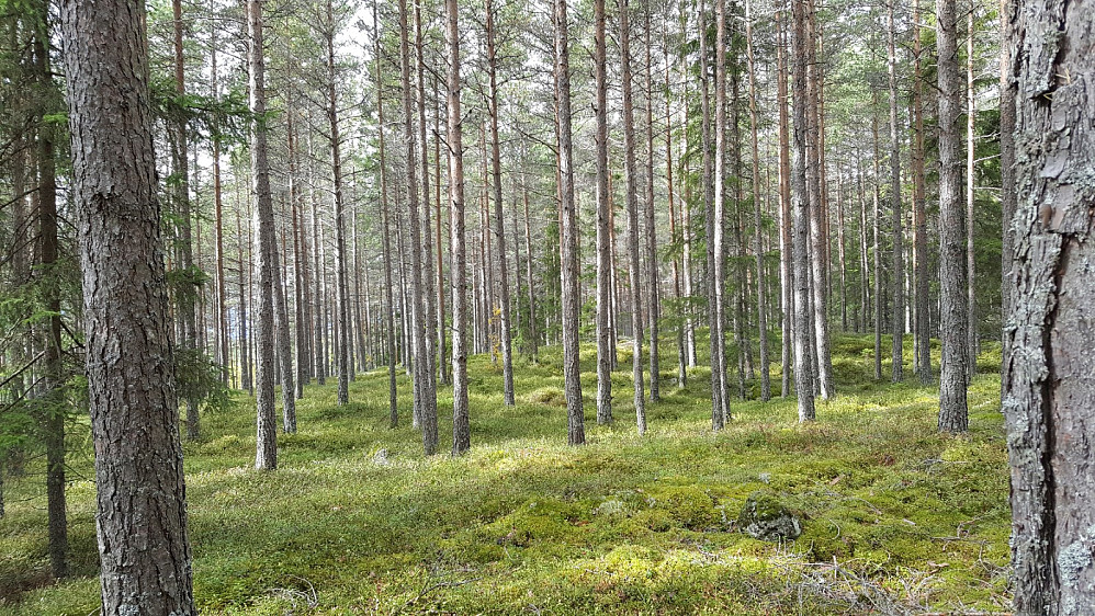 Flott furuskog