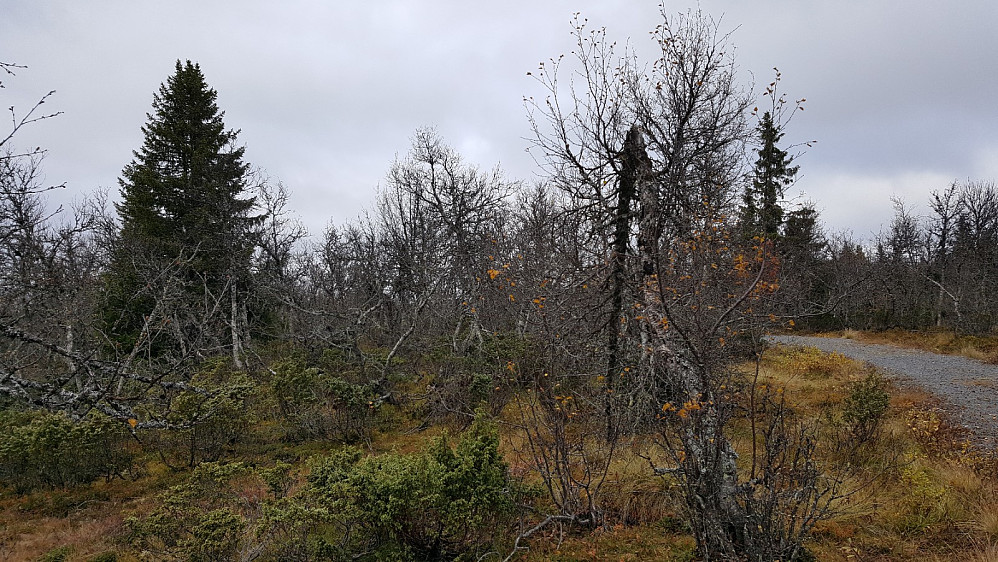Slutt på høstfargene i Værskei bjørkeskog