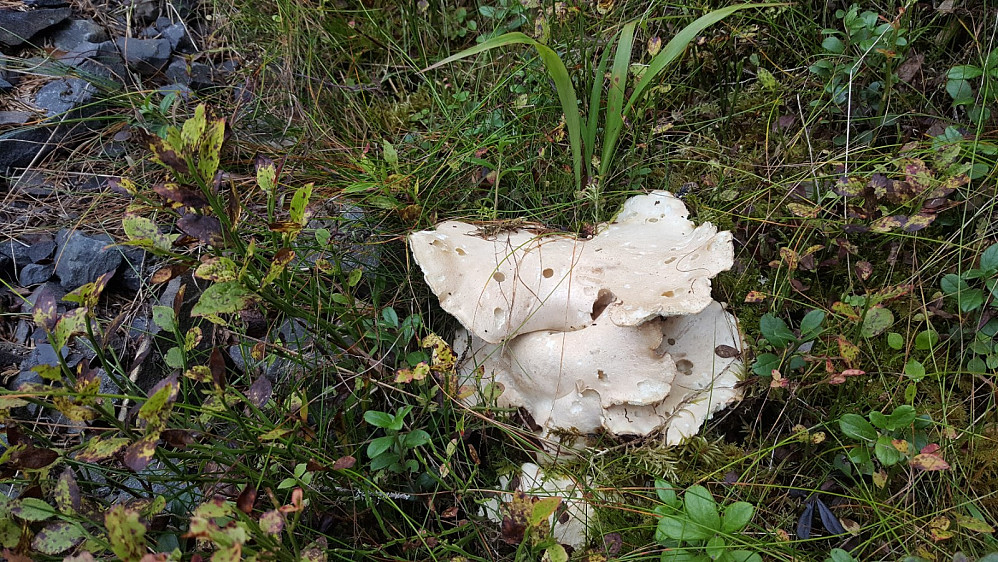 Fåresopp på Kanthaugen
