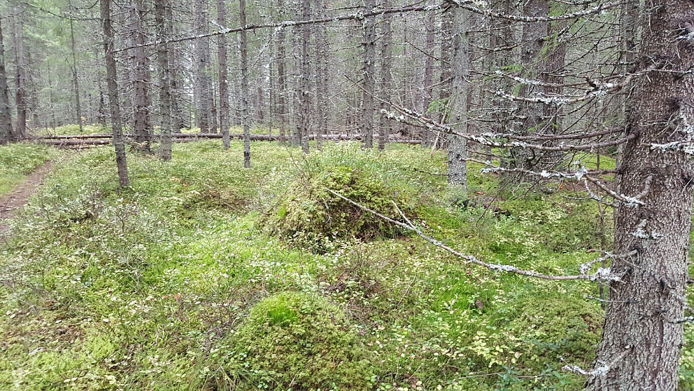 Høyeste punkt på Kanthaugen, der jeg var for vel ei uke siden