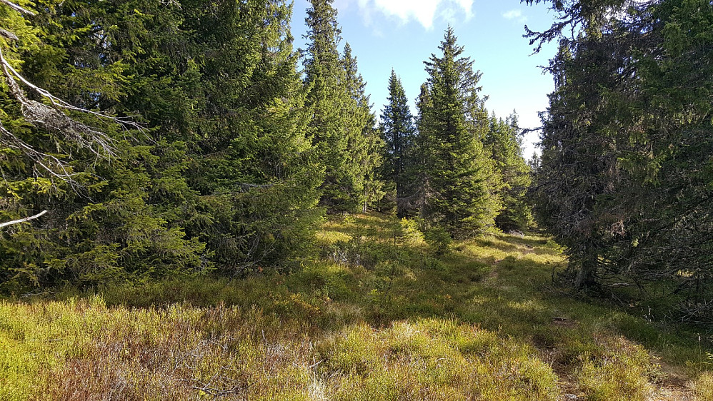 Fint i skogen
