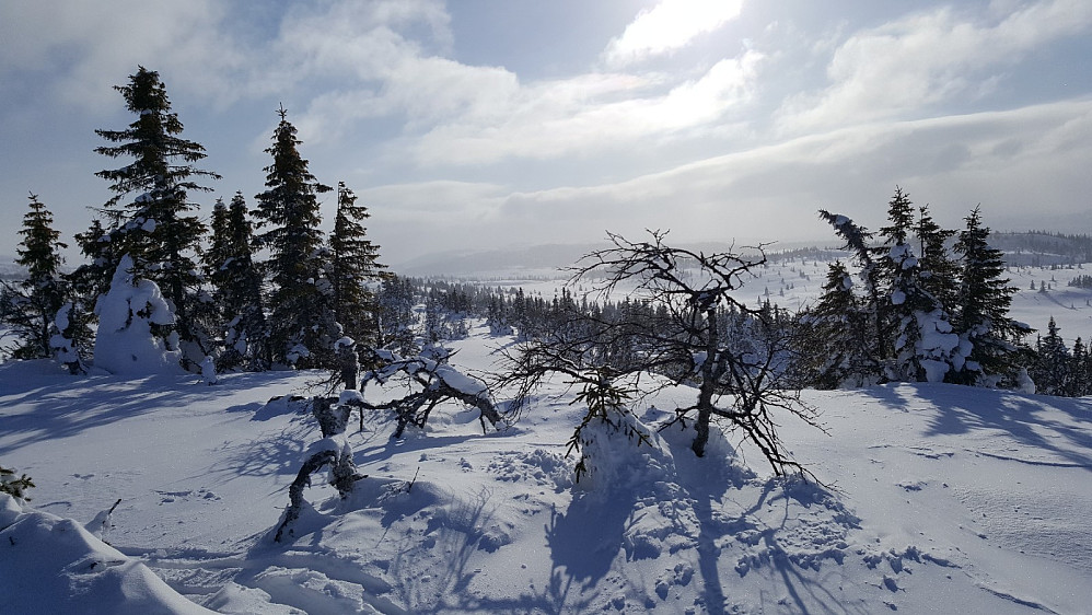 Storrtjønnhaugen