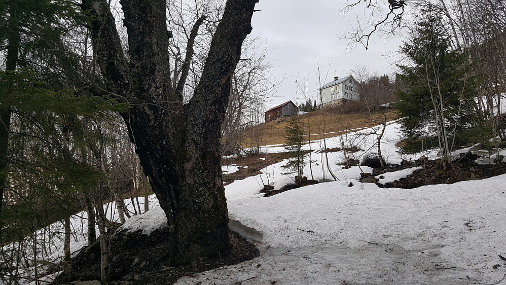 Storbjørka i Ulsrudveien