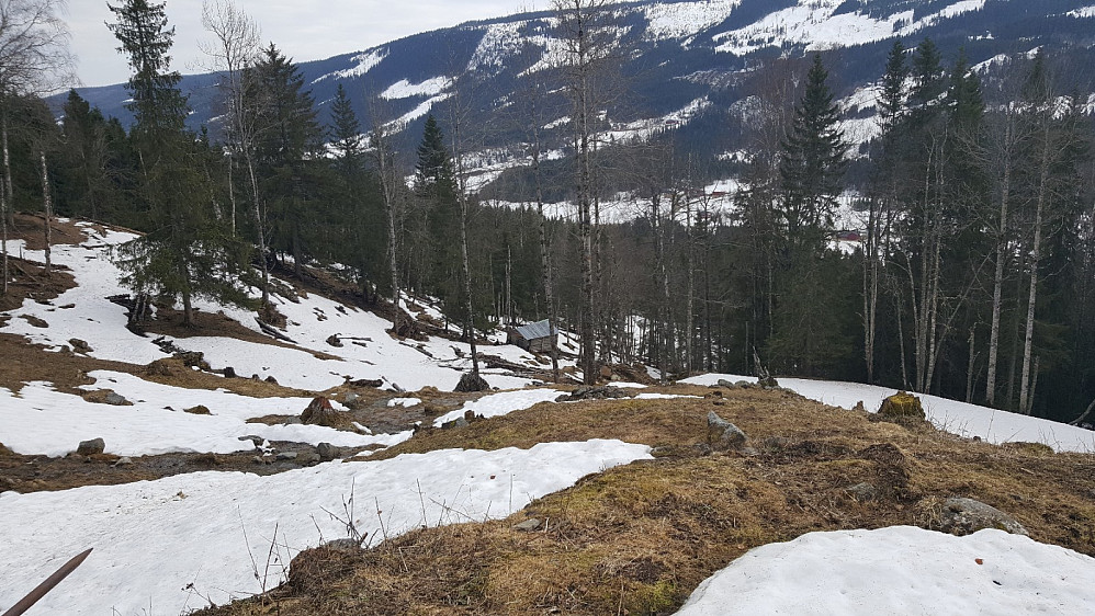 Ei lita lyu i skogen på Søre Sønsteli