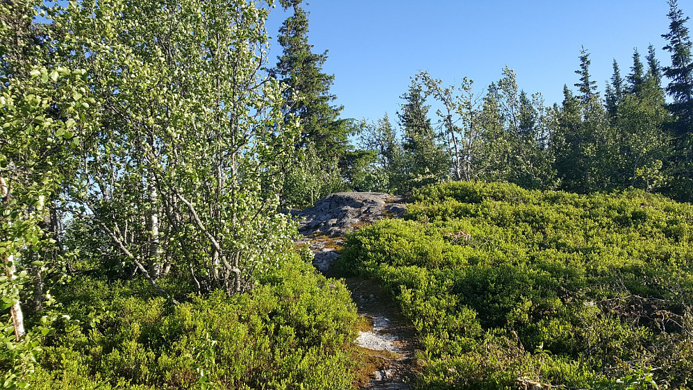 Vardkampen