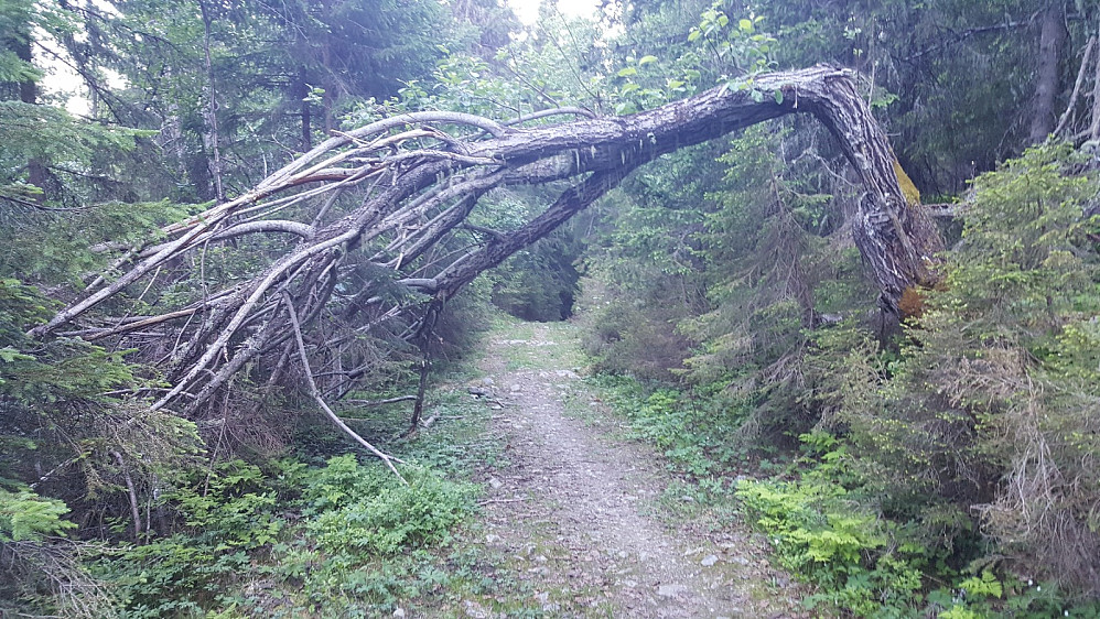 Portal i råket