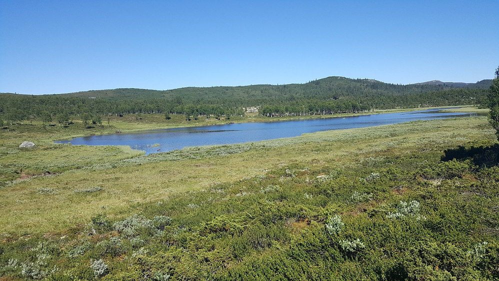 Kringellonen