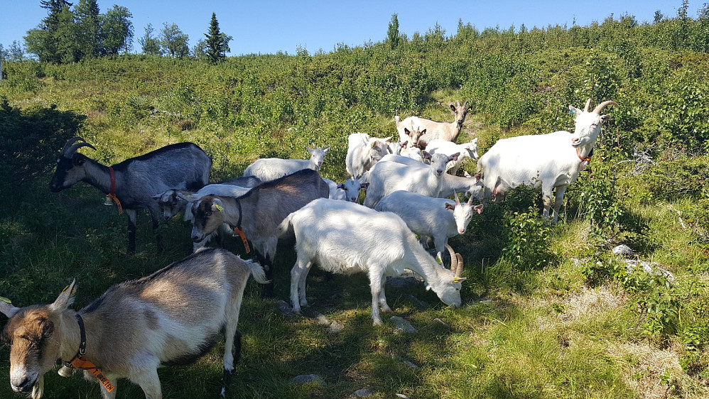 Geiteflokk på Liomseter