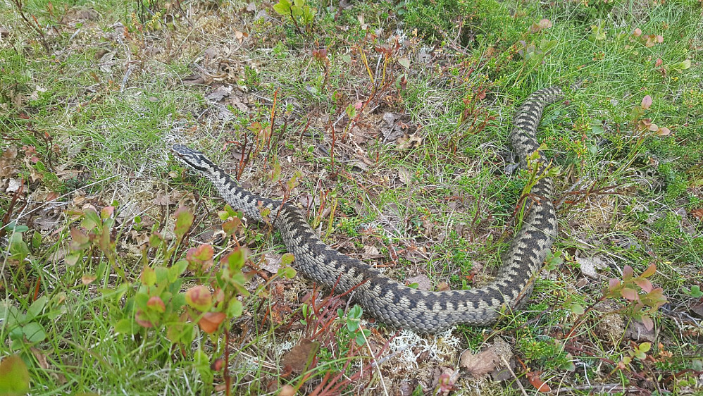 Hoggorm i råket
