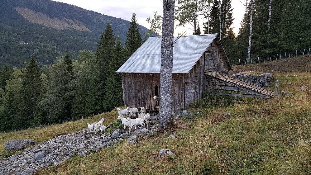 Geiteflokken ved utlåven i Sønstelijordet
