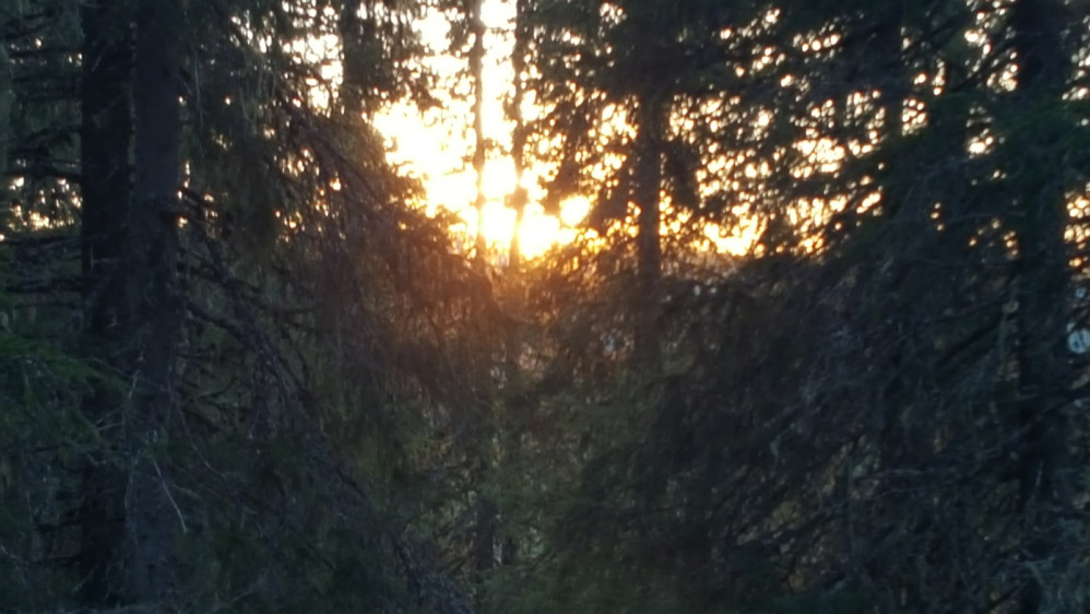 Kveldssol gjennom urskog