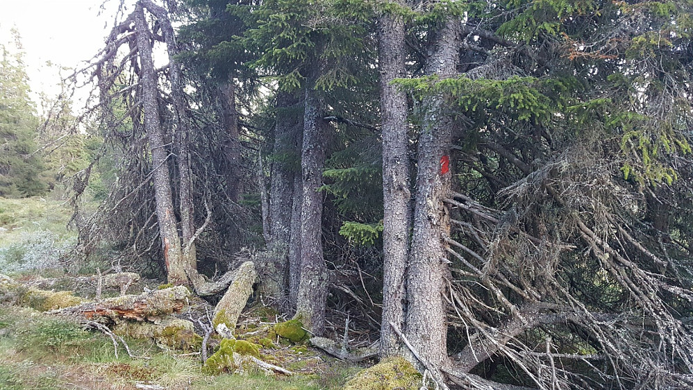 Urskog ved Forsetseterråket