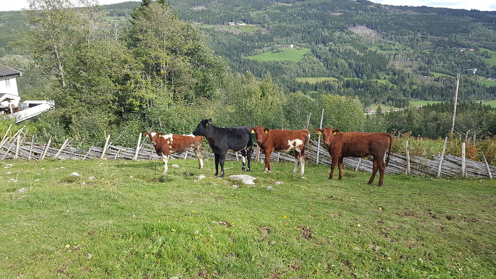 Kalvene på Nygaard