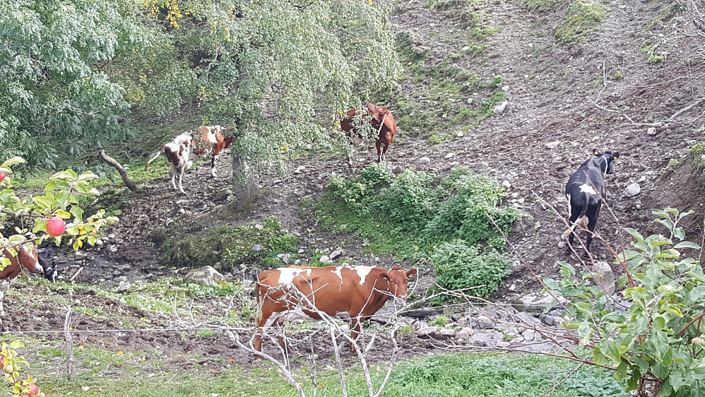 Kua på vei opp bekkedalen