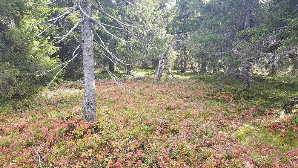 Storseterhøgda