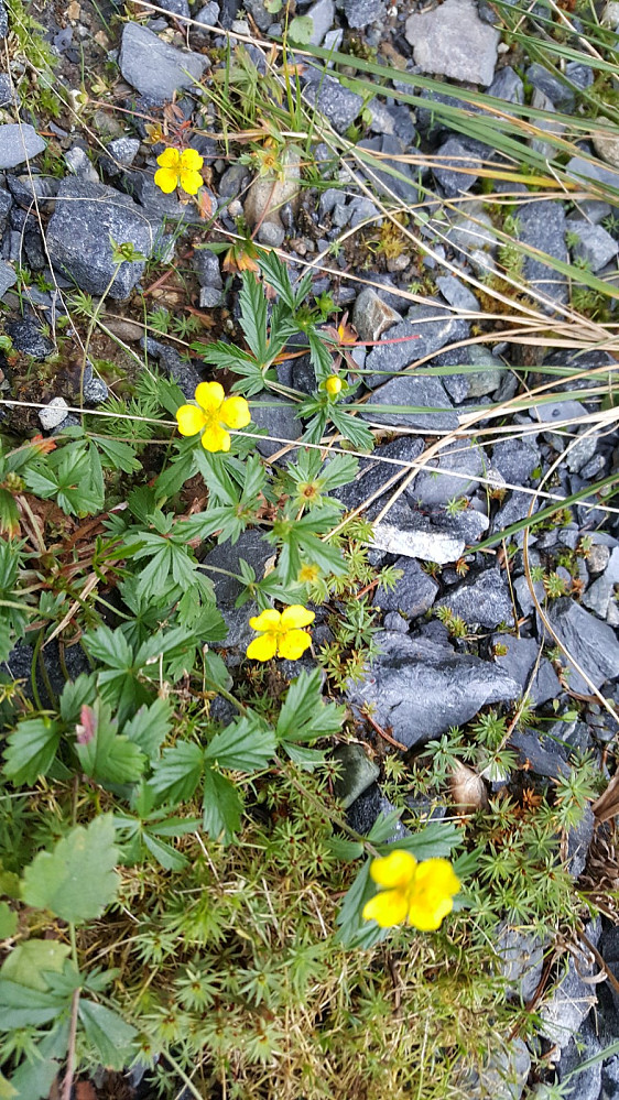 Lite høstblomstring etter tørkesommeren, men tepperota blomstrer villig