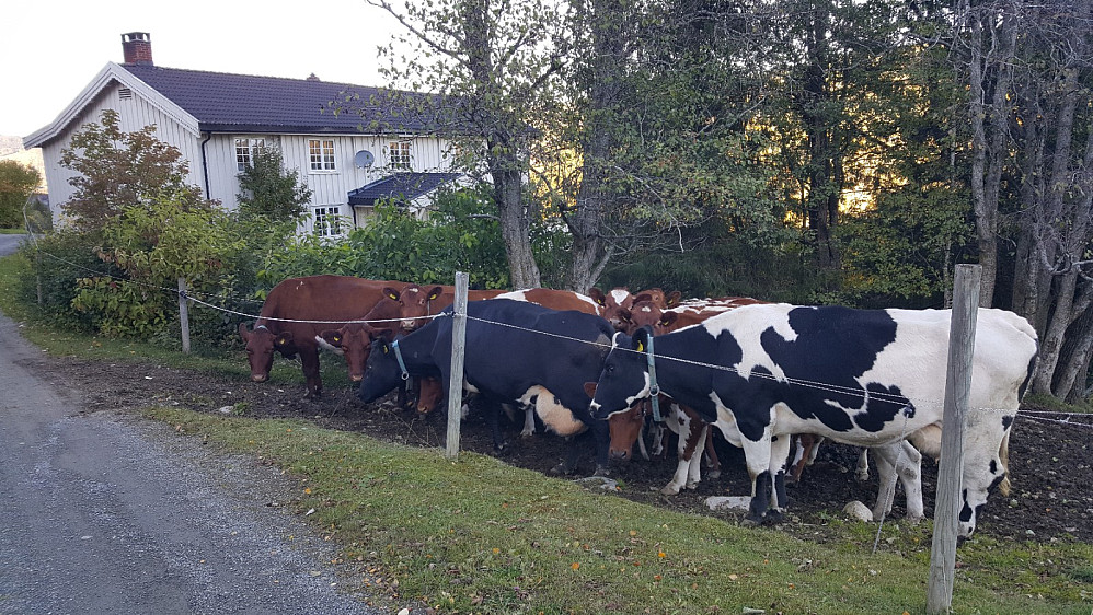 Nygaardskua venter på sveiseren