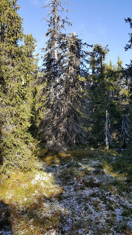 Storseterhøgda