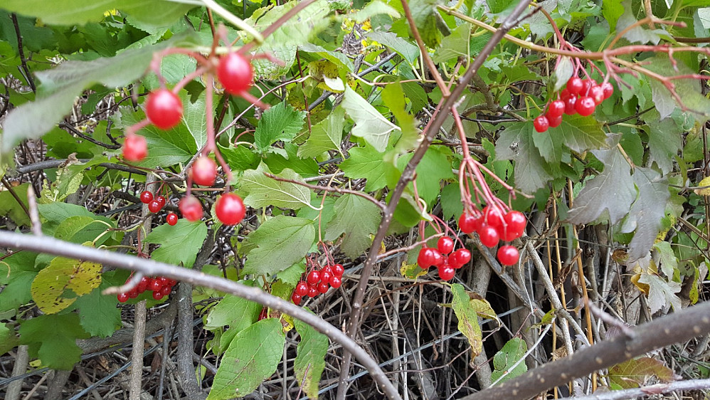 Krossved, Vilburnum opulus