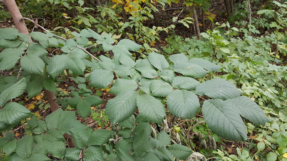 Alm, Ulmus glabra