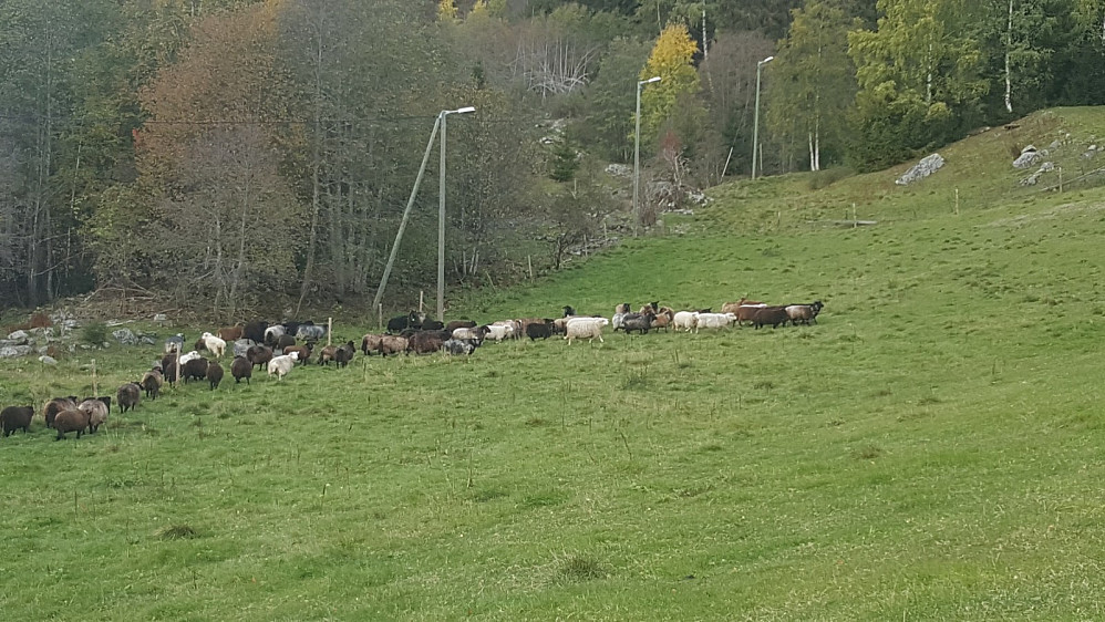 Mye sau på Kråbølsjordet i lysløypetraseen. Alle ble med tilbake til Øvstehage
