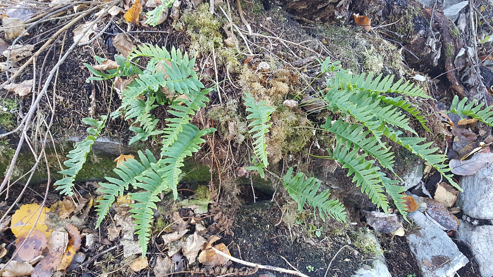 Sisselrot