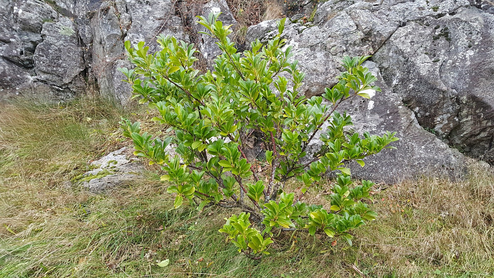 Rhododendron