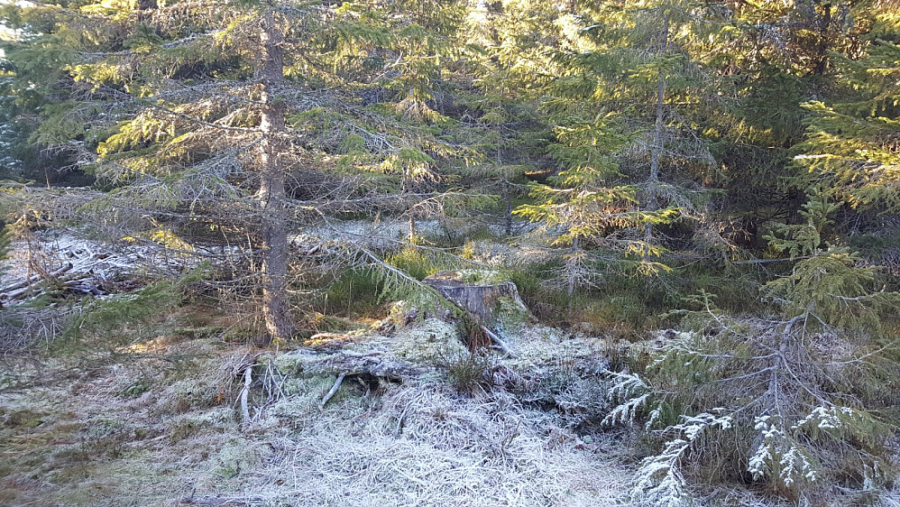 På Fjellmyrhaugen