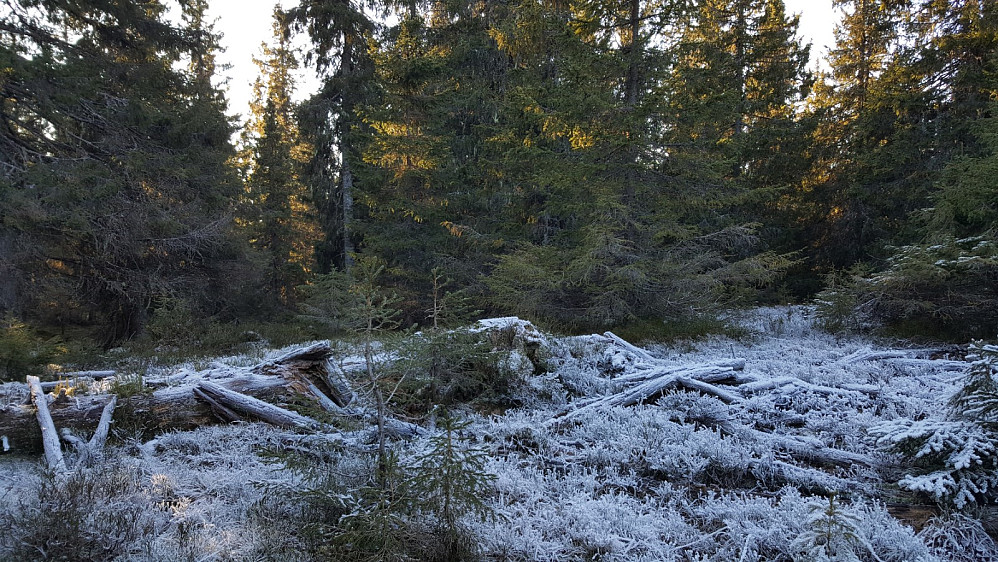 På Sjogehaugen