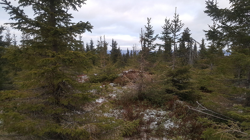 Kollummyrhaugen