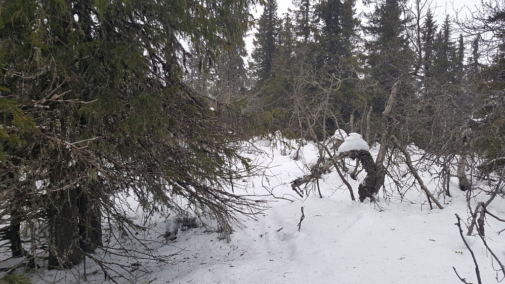 Hva er det som foregår i hodet på folk som gang på gang "bestiger" slike topper, her Klininggrautsteinhaugen - må i tillegg skritte over et nasjonalgjerde for å komme til "topps".