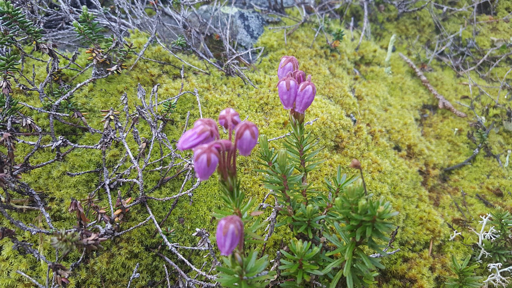 Blålyng, Phyllodoce Caerulea