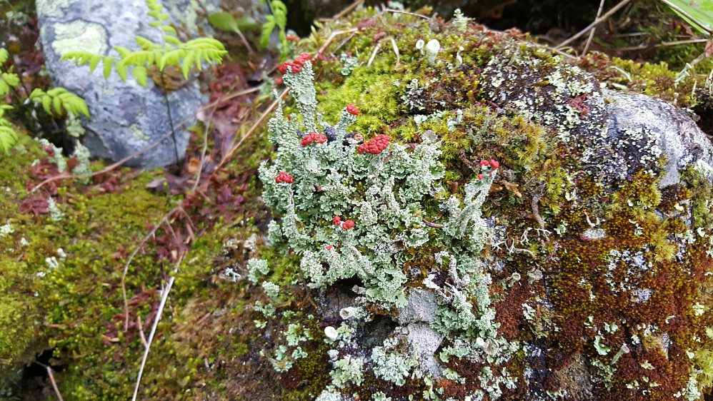 Blomsterlav, Cladonia Bellidiflora
