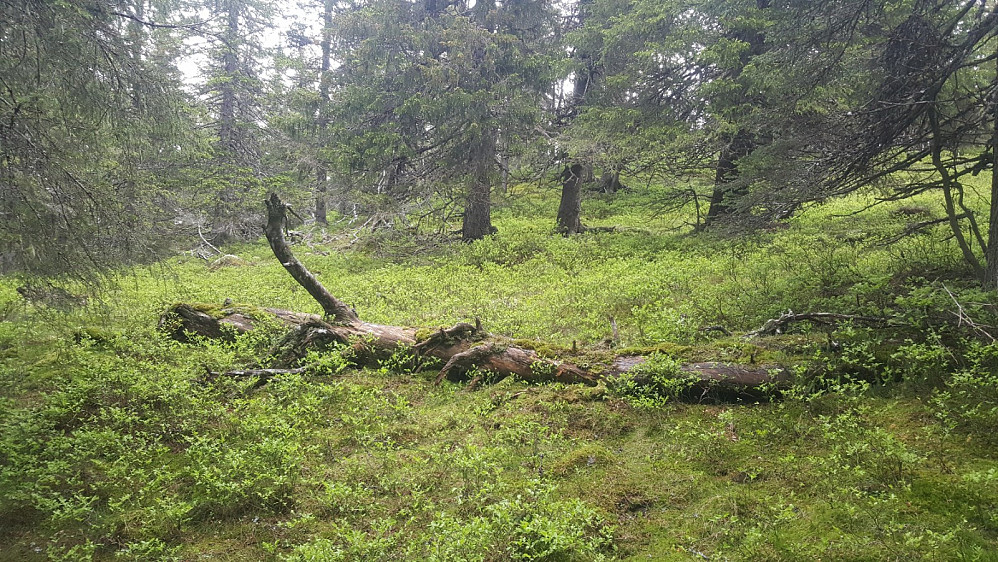 Urskog ved Veslehaugene, med gammelt læger