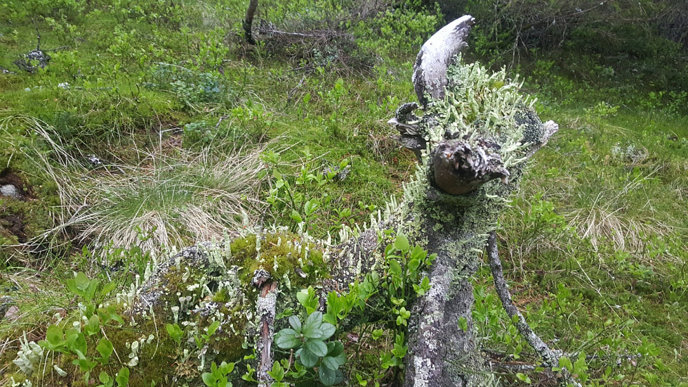 Mosegrodd gammel stubbe ved Veslehaugene