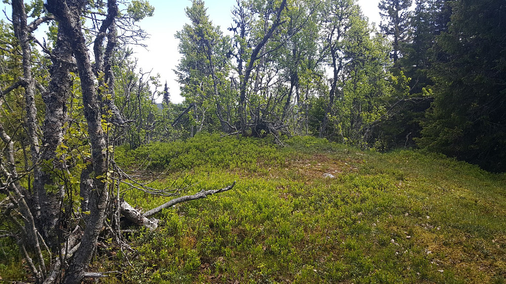 Storskardhaugen