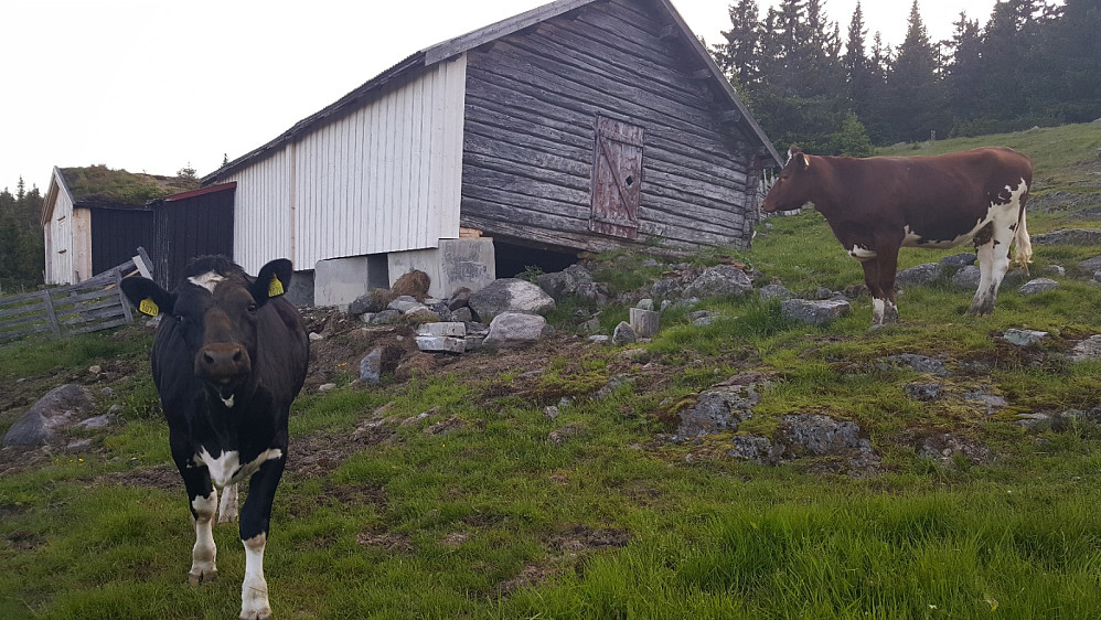 Kviger på Storsetra