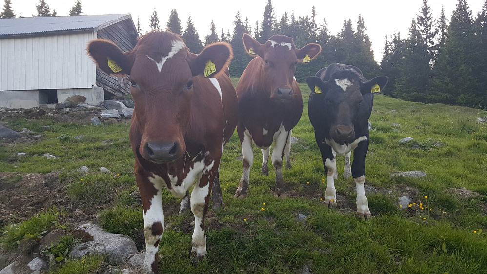 Kviger på Storsetra